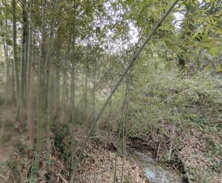 zone umide